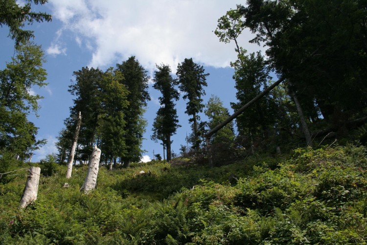 Fonds d'cran Nature Arbres - Forts Stigmates