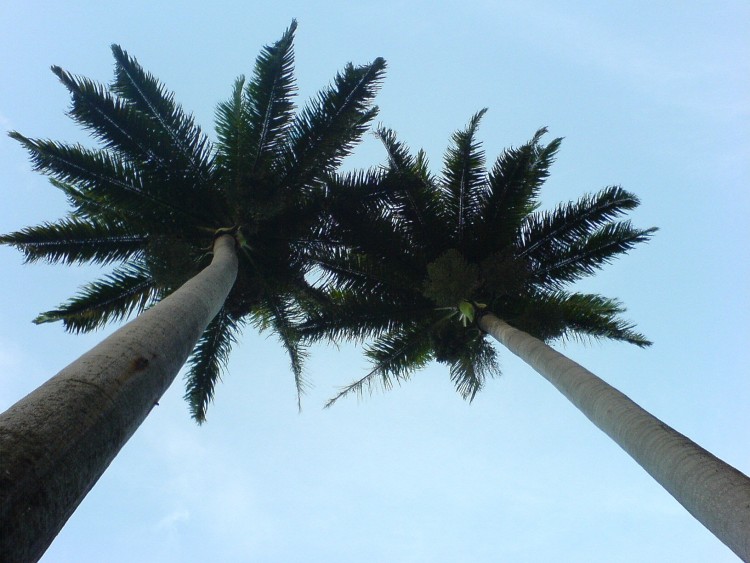 Fonds d'cran Nature Arbres - Forts VUE D'EN BAS