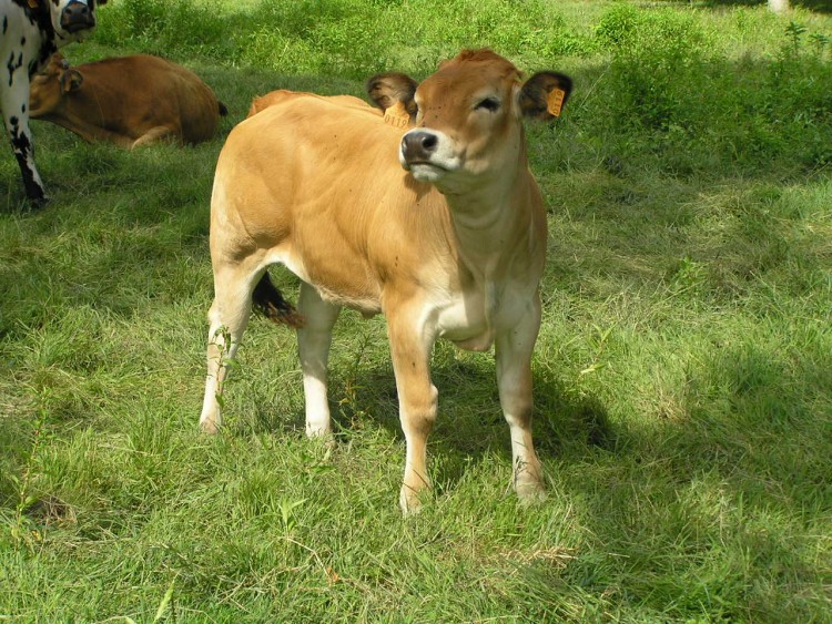 Fonds d'cran Animaux Vaches - Taureaux - Boeufs veau