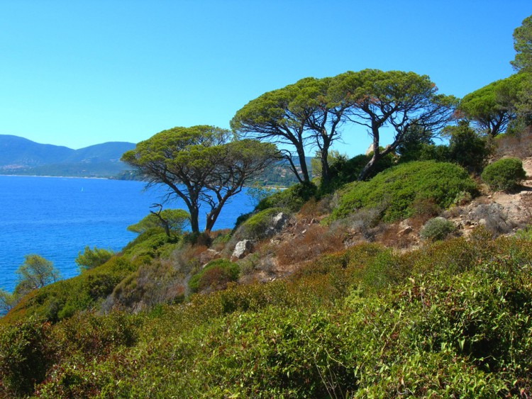 Fonds d'cran Nature Arbres - Forts Cap Lardier (Var)