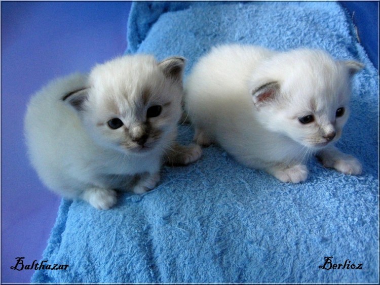 Fonds d'cran Animaux Chats - Chatons Balthazar et Berlioz =^_^=