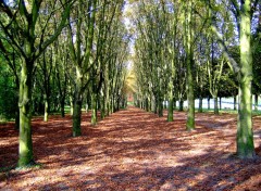 Fonds d'cran Nature Premisse De L'Automne 2