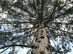 Wallpapers Nature Arbre, Orangerie