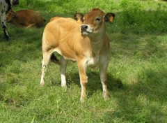 Fonds d'cran Animaux veau