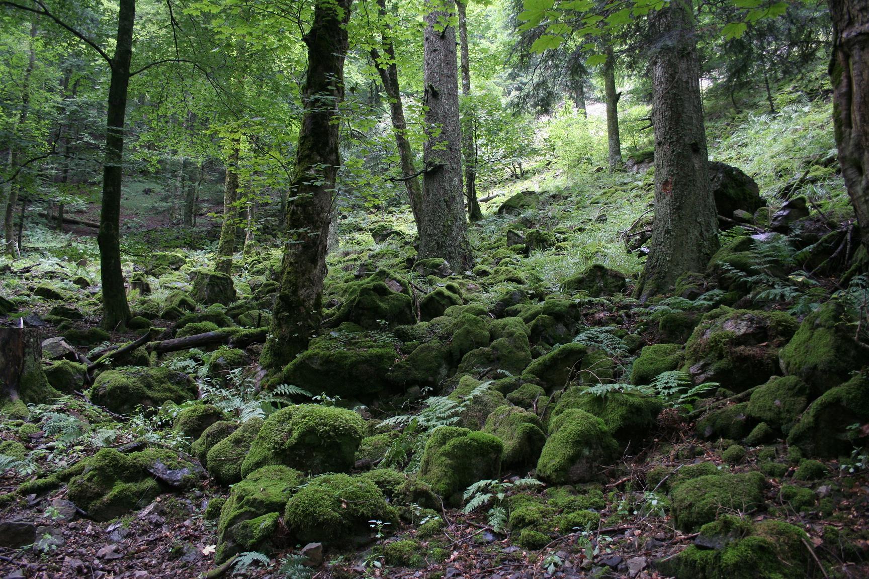 Fonds d'cran Nature Arbres - Forts dcor de montagne