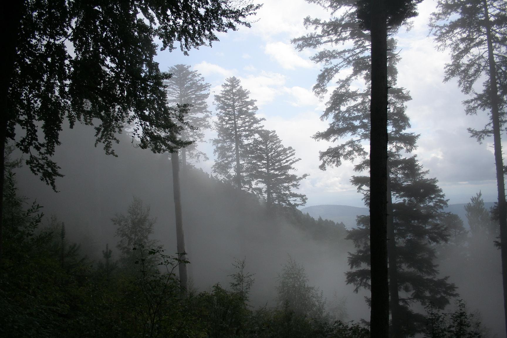 Fonds d'cran Nature Arbres - Forts L'ascension du brouillard