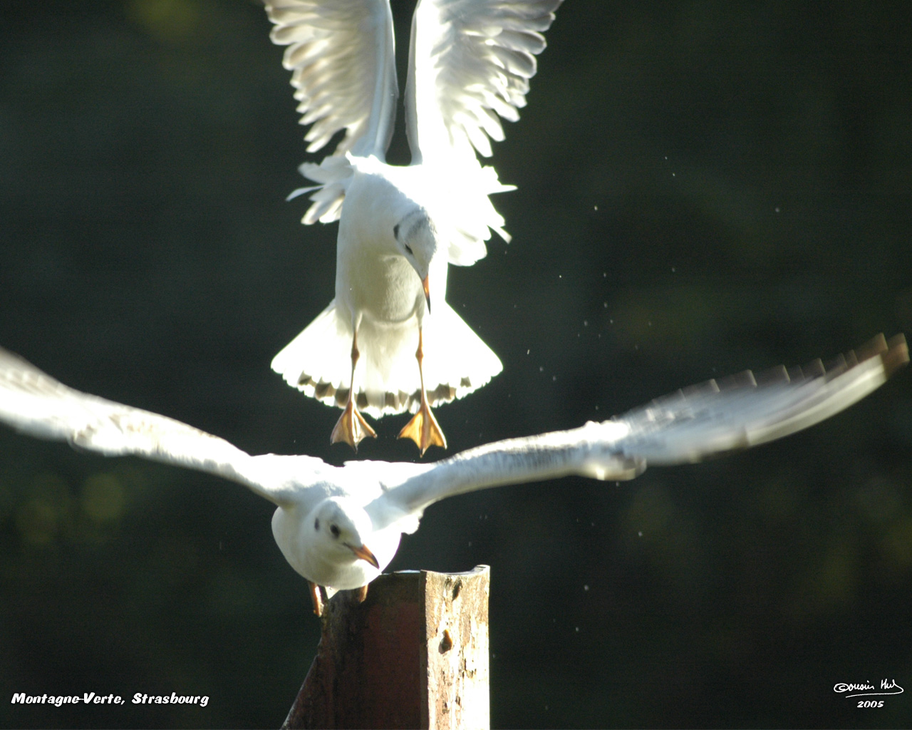 Wallpapers Animals Birds - Gulls Dispute