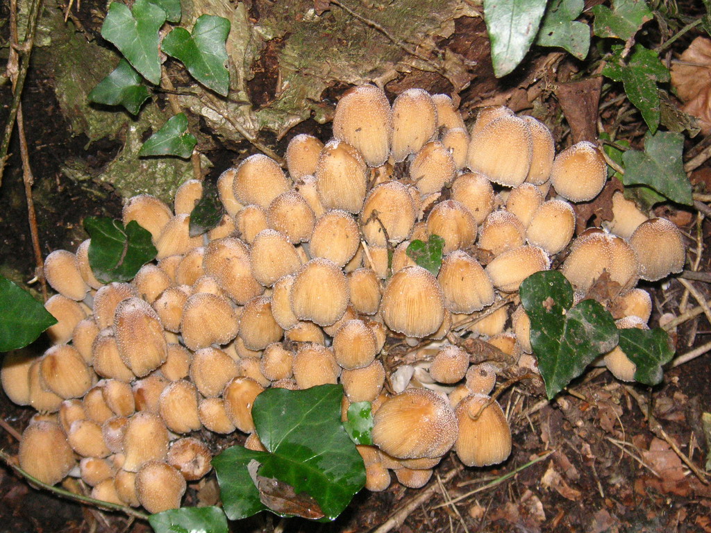 Fonds d'cran Nature Champignons champignons