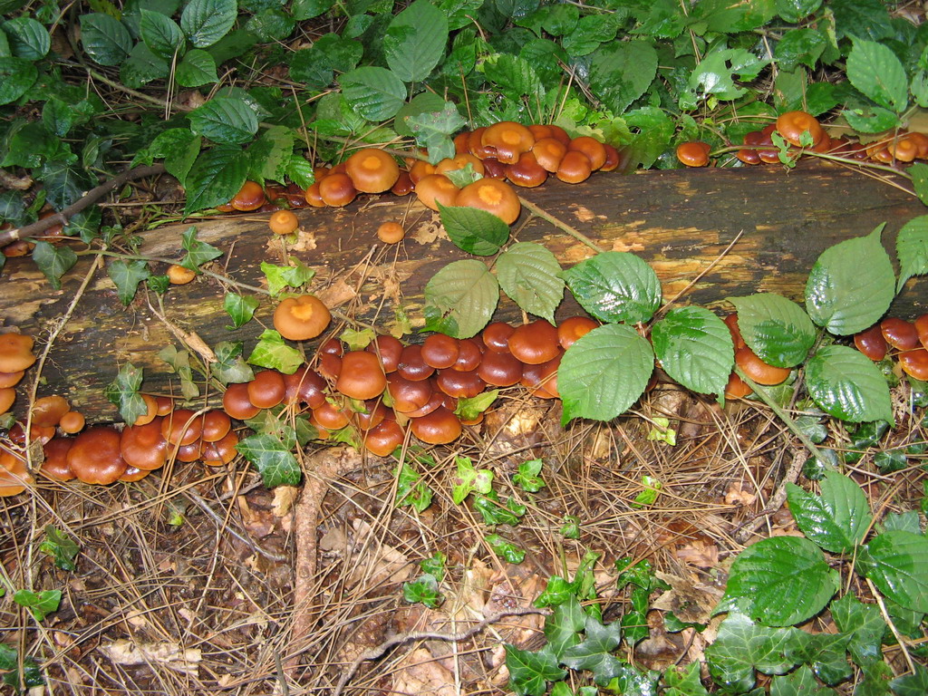 Fonds d'cran Nature Champignons champignons