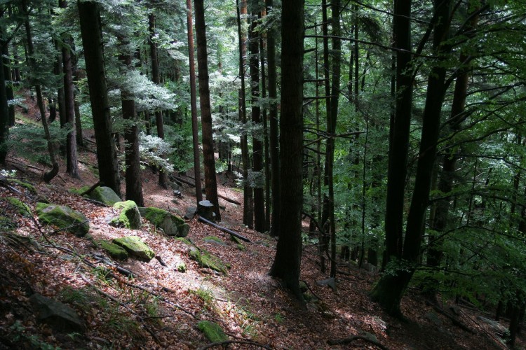 Fonds d'cran Nature Arbres - Forts d'ombres et de lumire