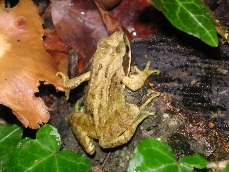 Fonds d'cran Animaux Grenouilles - Crapauds Grenouille