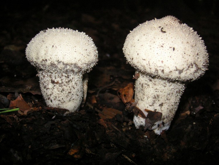 Fonds d'cran Nature Champignons vesse de loup perle