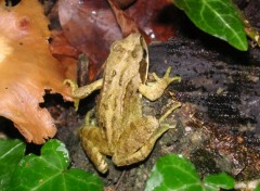 Fonds d'cran Animaux Grenouille