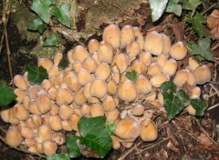 Fonds d'cran Nature champignons