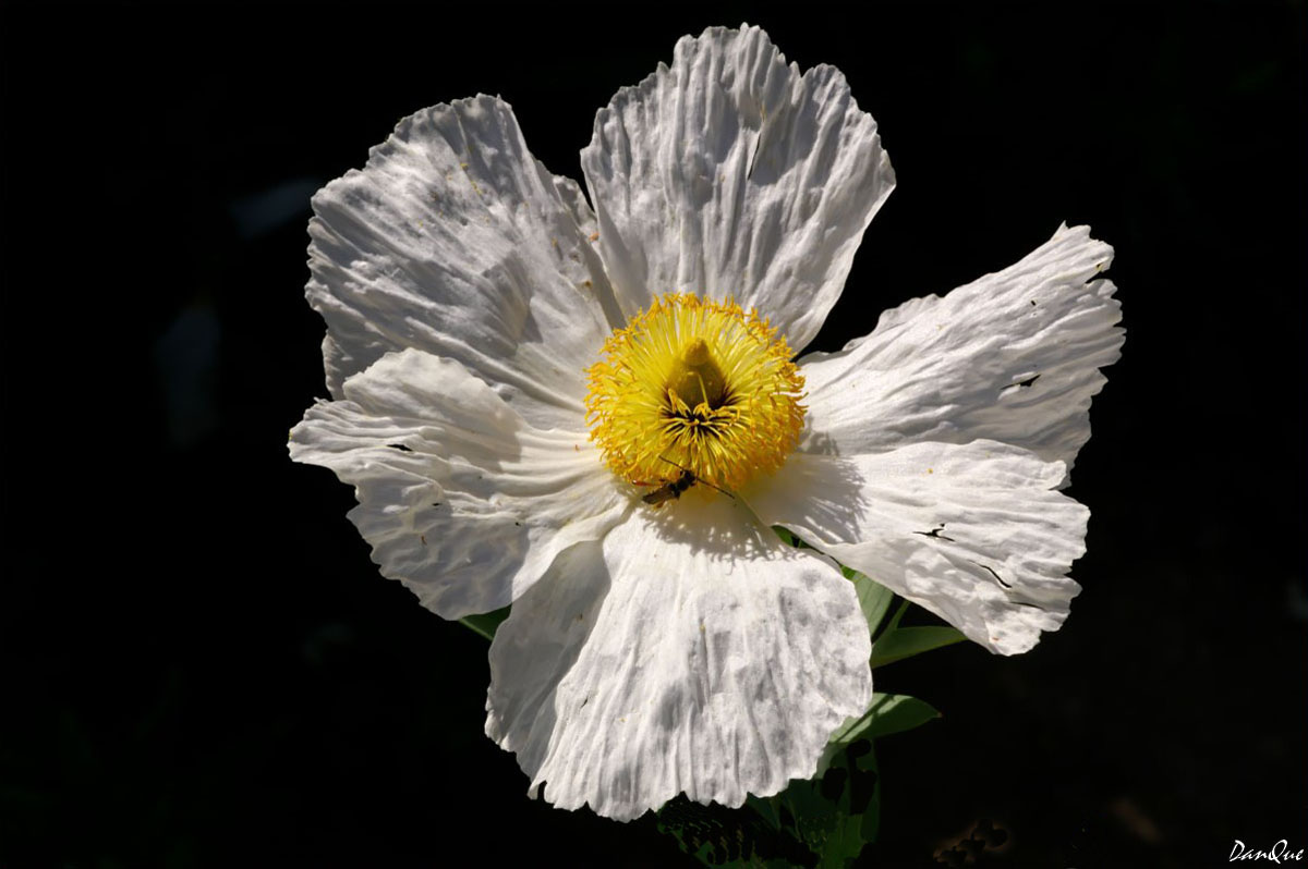 Wallpapers Nature Flowers L'Ile de beaut