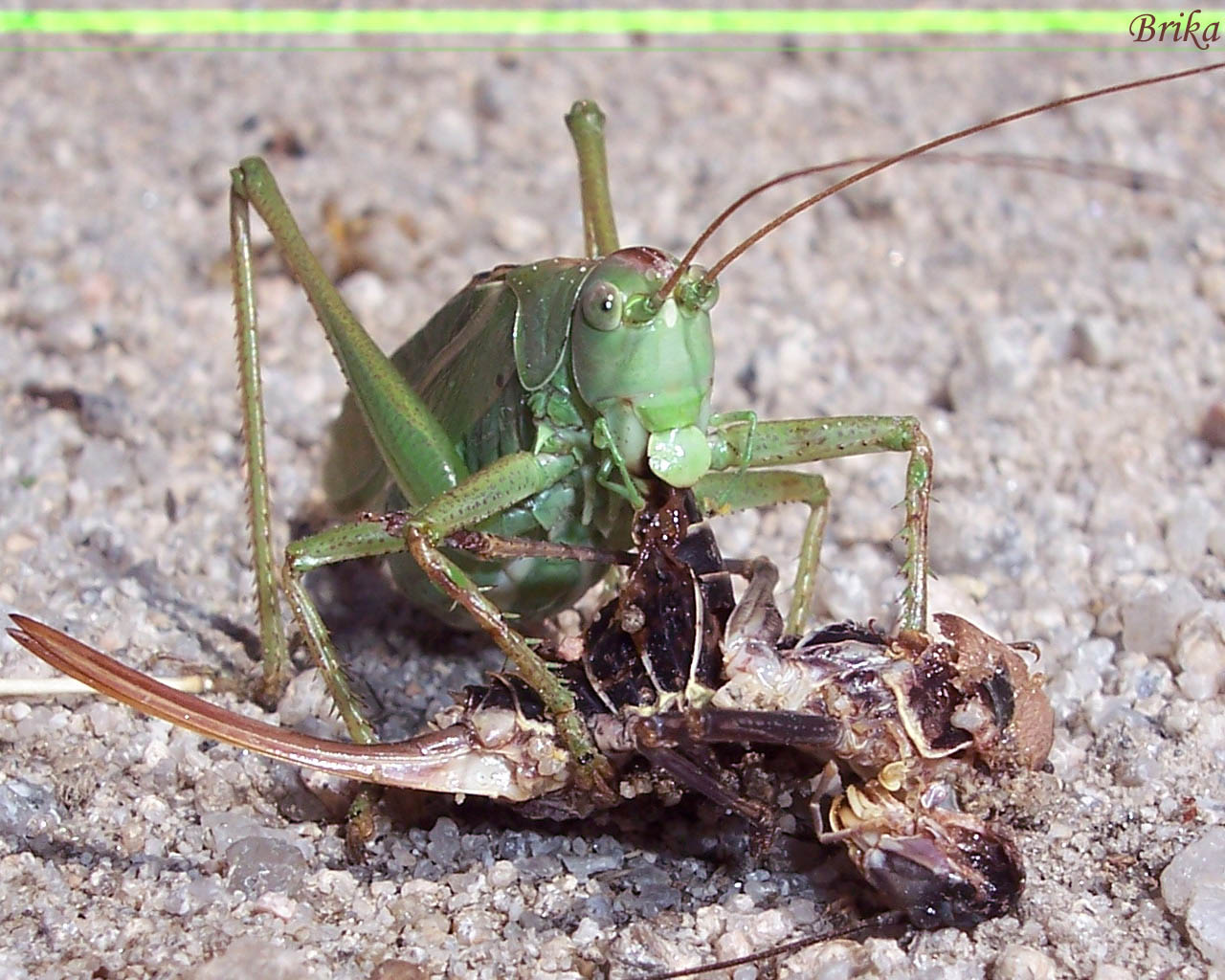 Fonds d'cran Animaux Insectes - Sauterelles et Criquets miam-miam