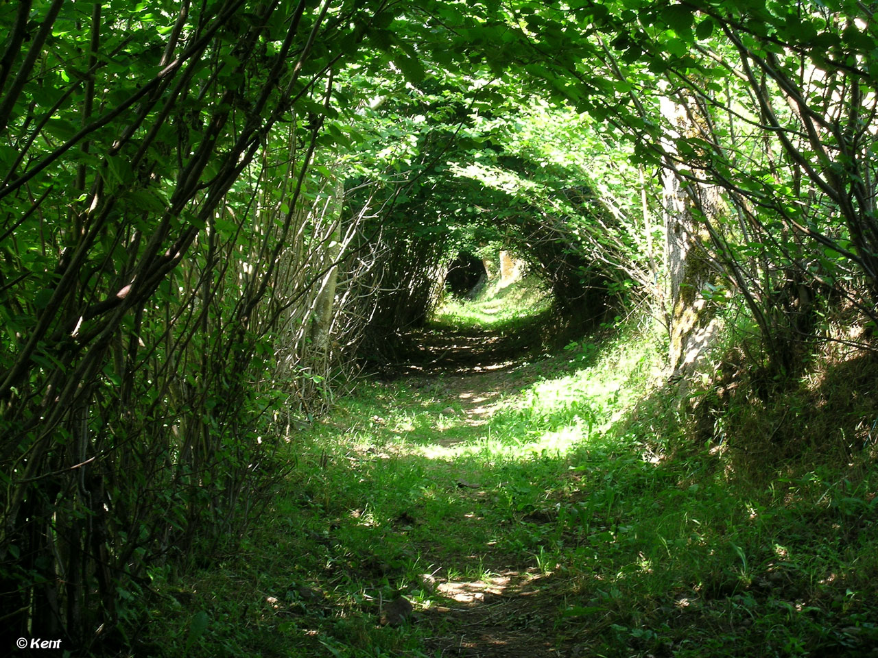 Wallpapers Nature Trees - Forests Salers, Auvergne, France