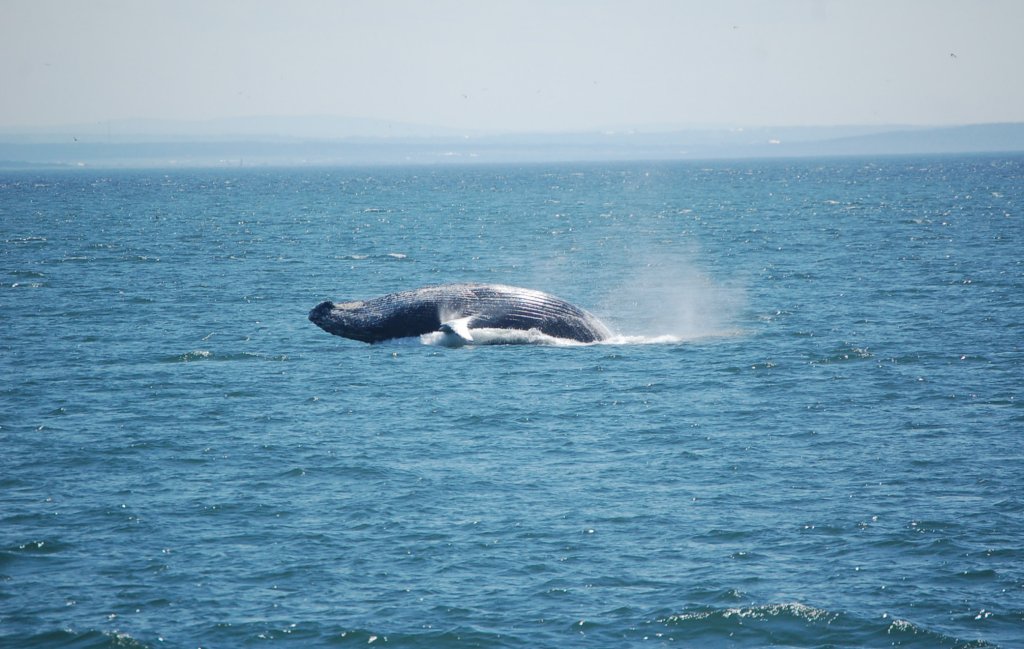 Fonds d'cran Animaux Vie marine - Baleines et Cachalots 