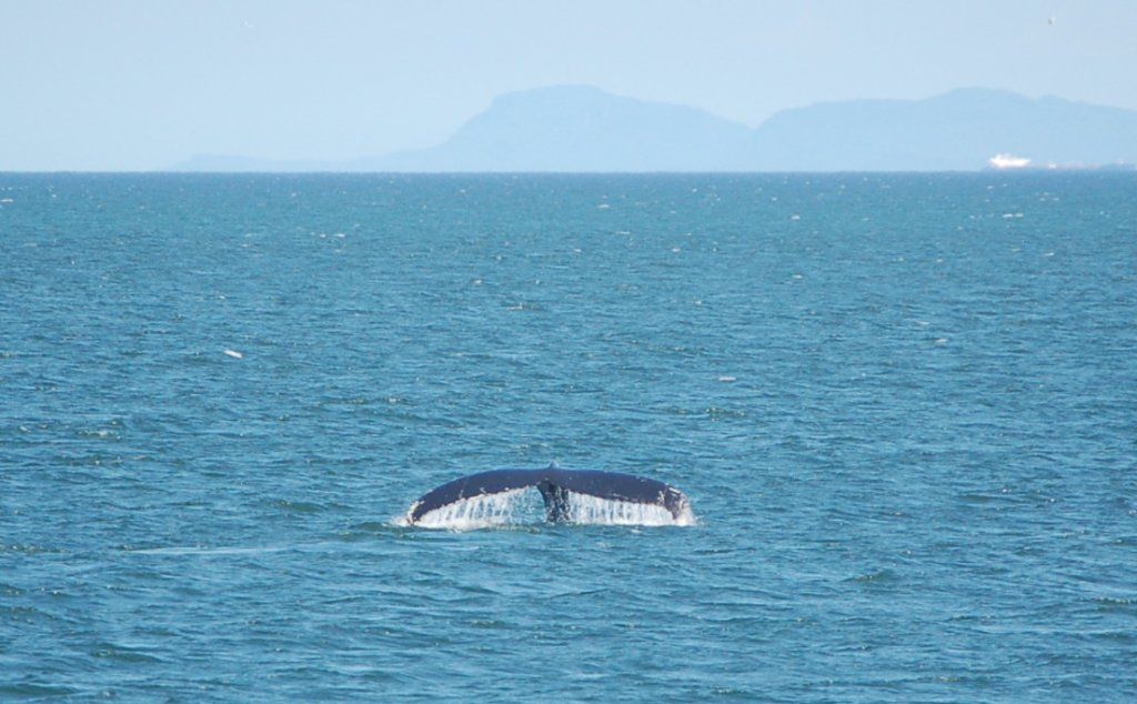 Wallpapers Animals Sealife - Whales 