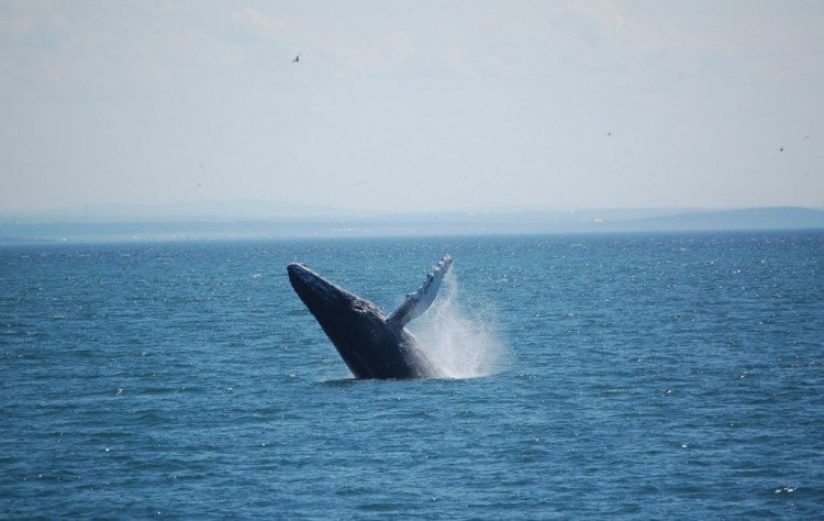 Fonds d'cran Animaux Vie marine - Baleines et Cachalots Wallpaper N149213