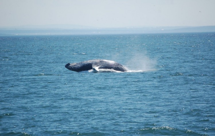 Fonds d'cran Animaux Vie marine - Baleines et Cachalots Wallpaper N149214