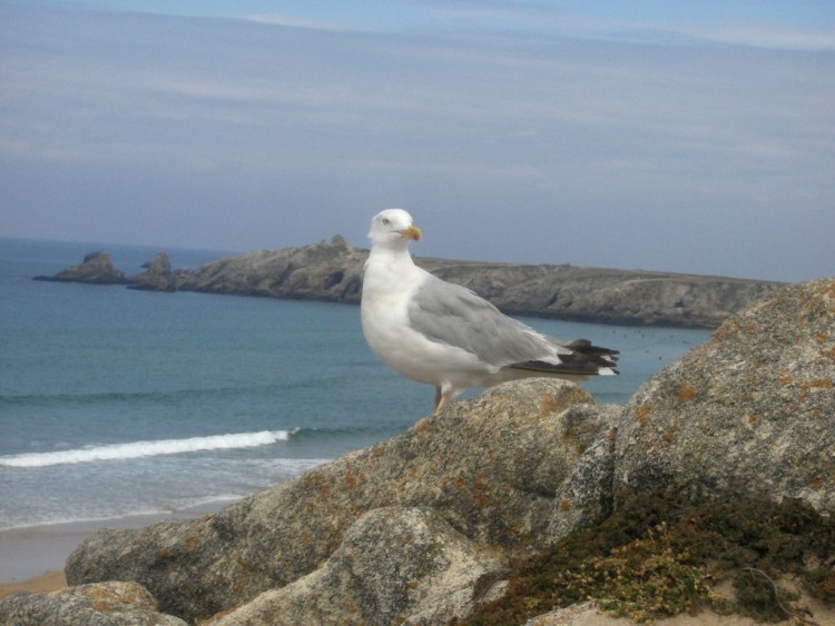 Fonds d'cran Animaux Oiseaux - Mouettes et Golands Mouette sur la Cte Sauvage de Quiberon ( Bretagne du Sud )