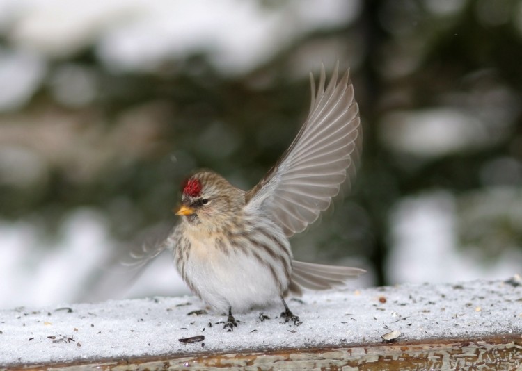 Wallpapers Animals Birds - Sizerin Siserin flamm