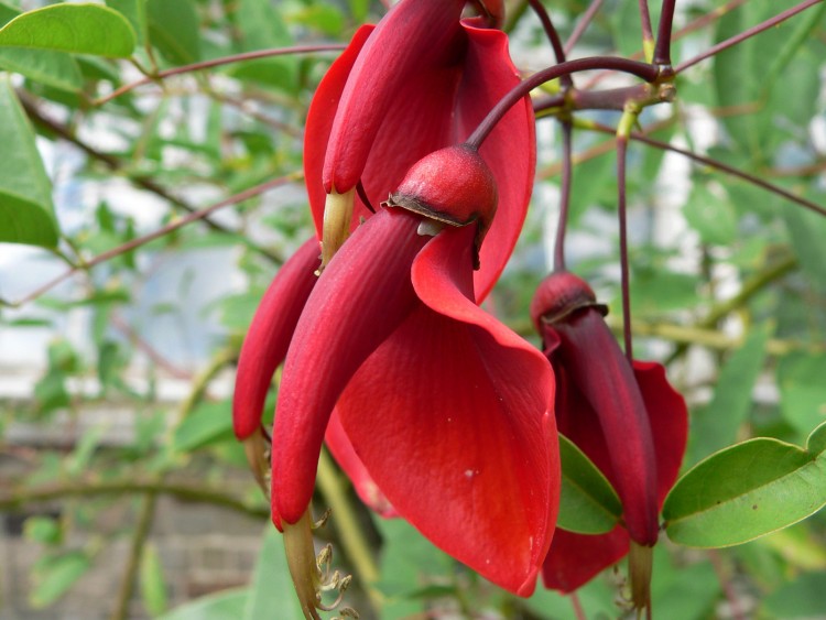 Wallpapers Nature Flowers le truc rouge