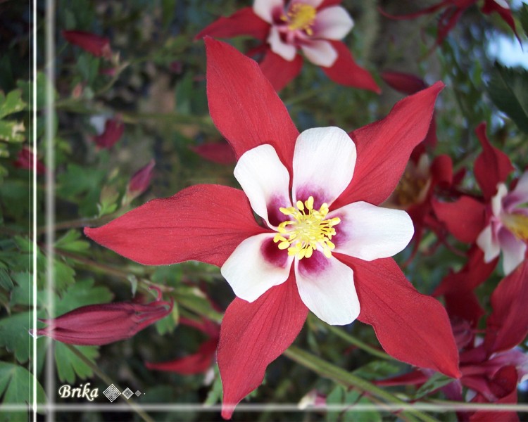 Fonds d'cran Nature Fleurs Fleur