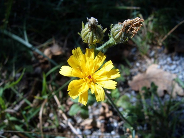 Fonds d'cran Nature Fleurs Fleur sauvage