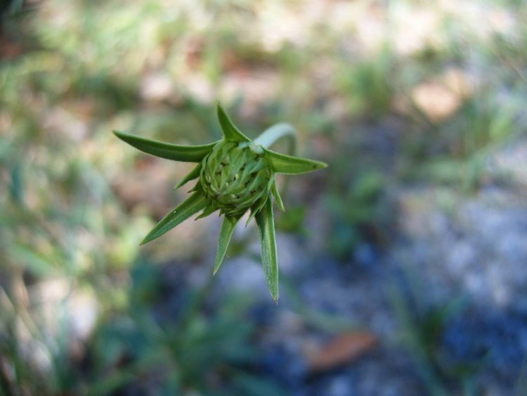 Fonds d'cran Nature Fleurs Bouton de fleur