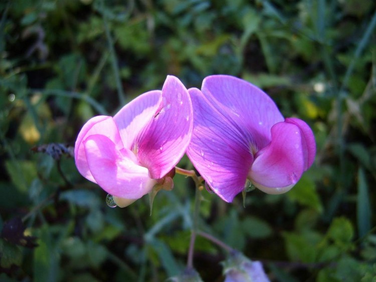 Fonds d'cran Nature Fleurs Fleur sauvage