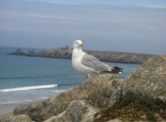 Wallpapers Animals Mouette sur la Cte Sauvage de Quiberon ( Bretagne du Sud )