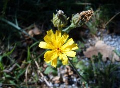 Fonds d'cran Nature Fleur sauvage