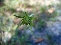 Fonds d'cran Nature Bouton de fleur