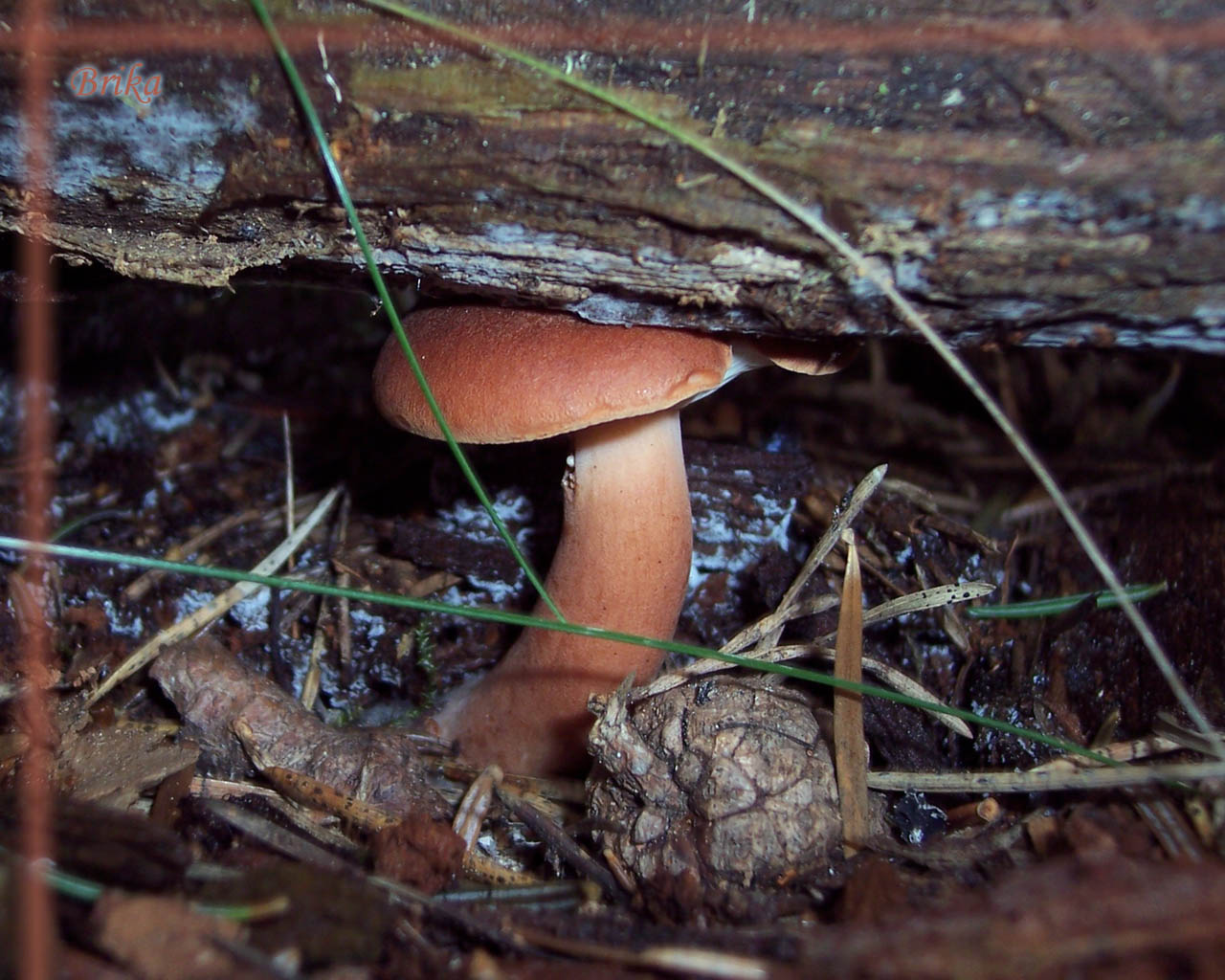 Fonds d'cran Nature Champignons Champignon