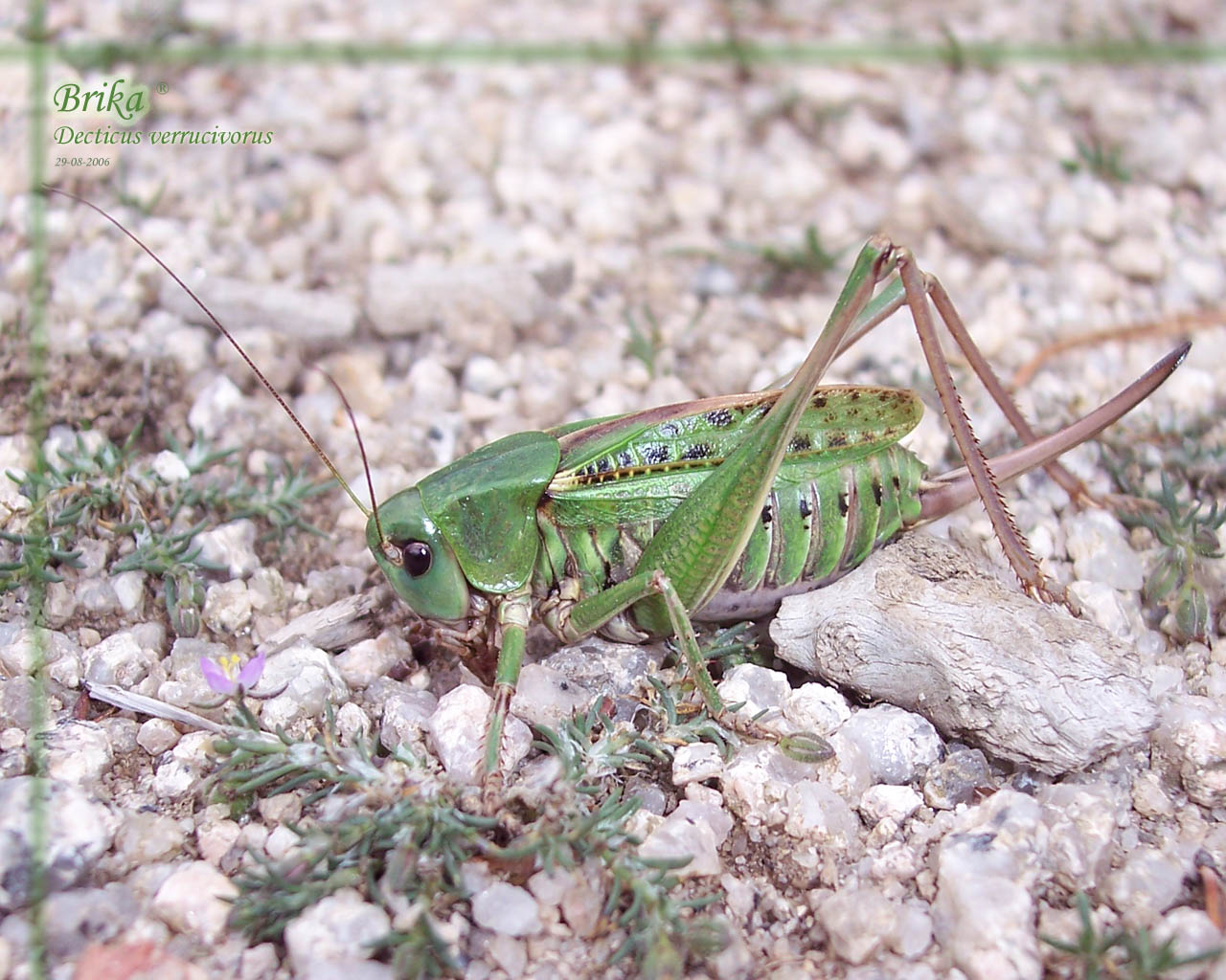 Fonds d'cran Animaux Insectes - Sauterelles et Criquets Sauterelle