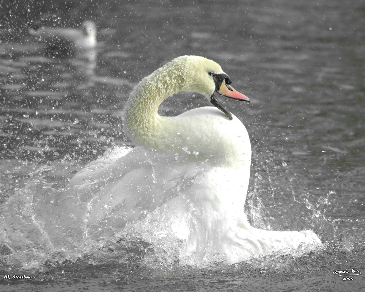 Wallpapers Animals Birds - Swans Cygne en train de s'brouer