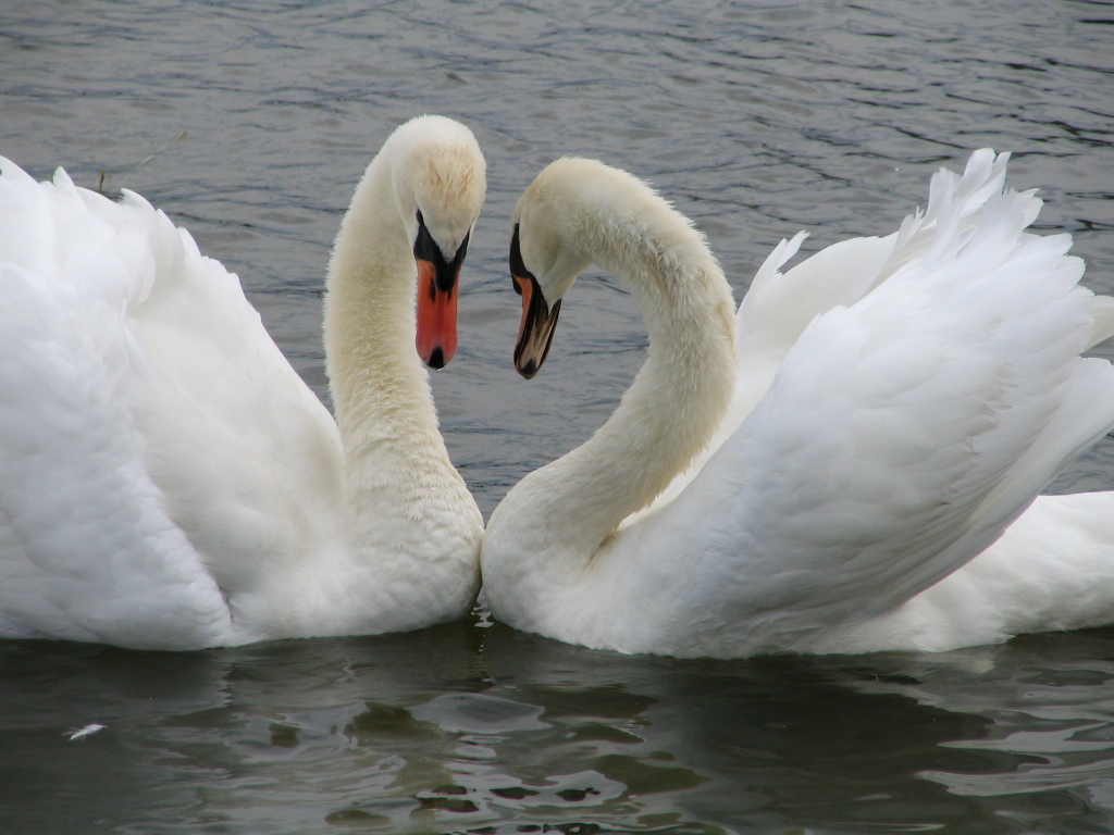 Wallpapers Animals Birds - Ducks ALSACE