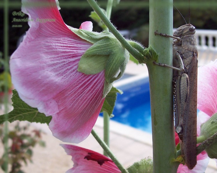 Fonds d'cran Animaux Insectes - Sauterelles et Criquets Criquets