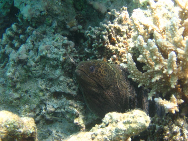 Fonds d'cran Animaux Vie marine - Poissons Muraine