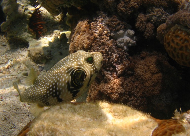 Fonds d'cran Animaux Vie marine - Poissons Poisson coffre