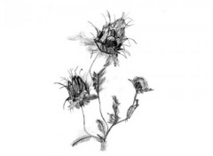 Wallpapers Art - Pencil indochine - 3