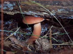 Fonds d'cran Nature Champignon