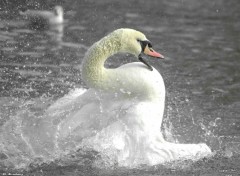 Fonds d'cran Animaux Cygne en train de s'brouer