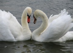 Fonds d'cran Animaux ALSACE