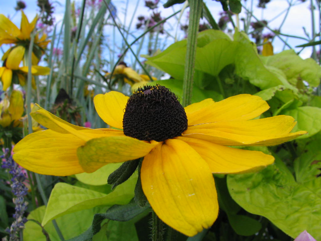 Fonds d'cran Nature Fleurs DANS LE JARDIN DE MES AMIS