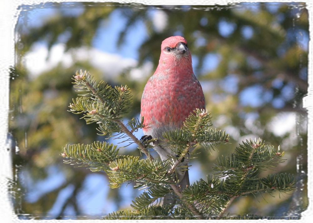 Fonds d'cran Animaux Oiseaux - Divers Dur bec