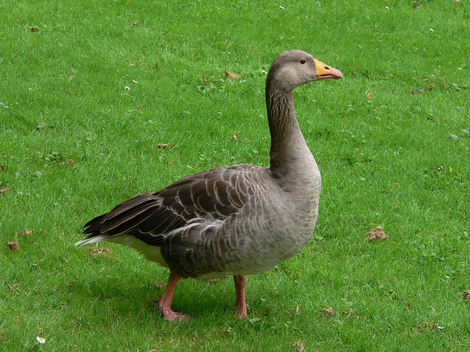 Wallpapers Animals Birds - Ducks 