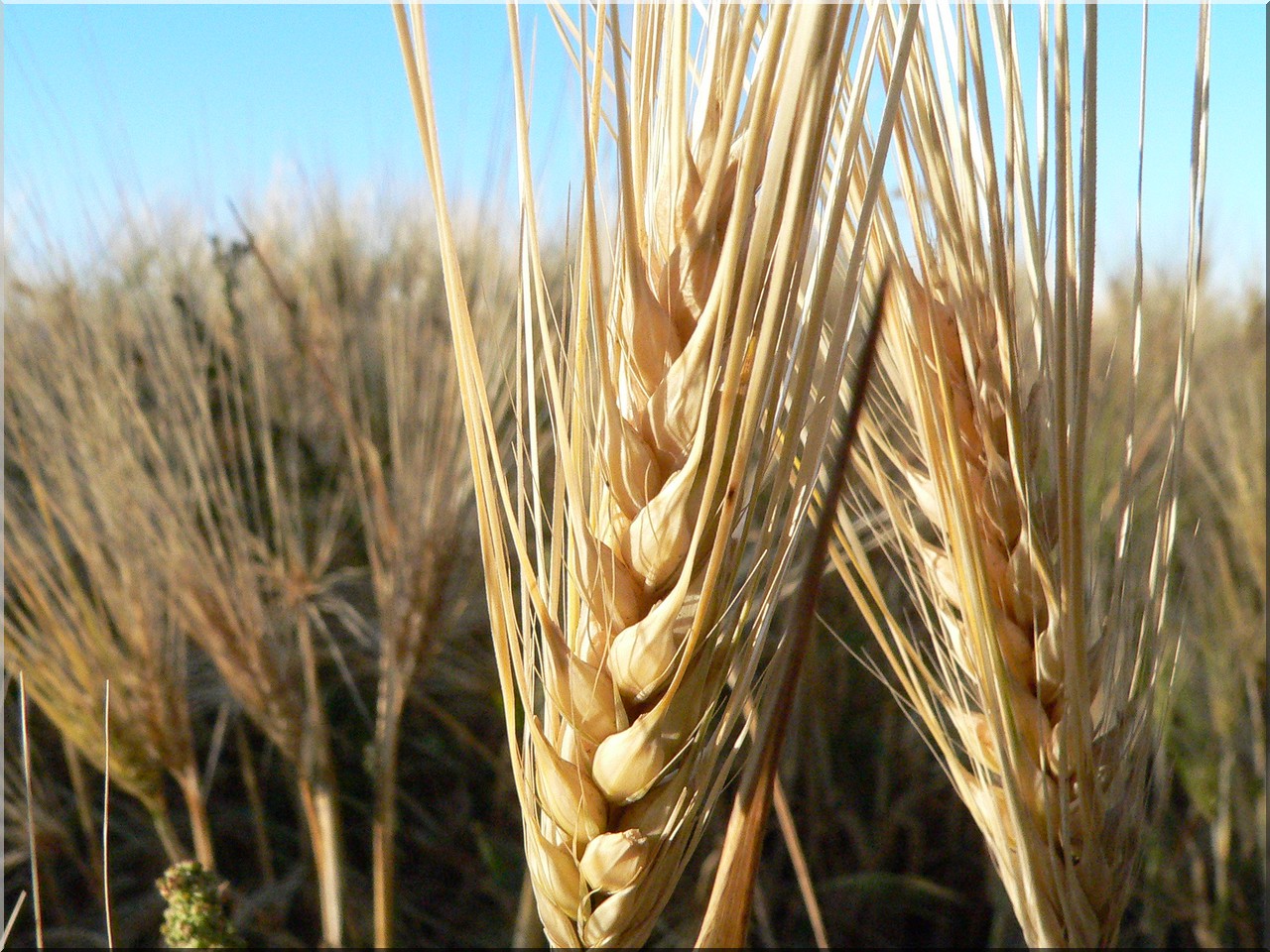 Fonds d'cran Nature Champs - Prairies bl